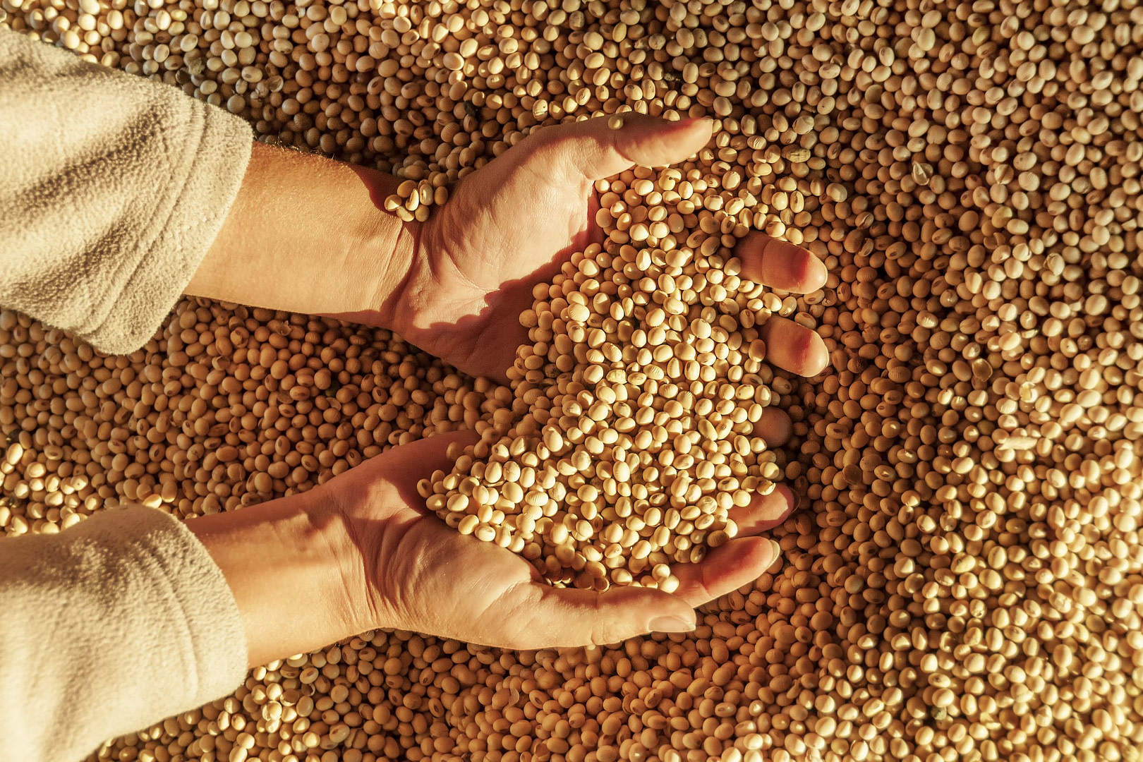 Hands Holding Grains