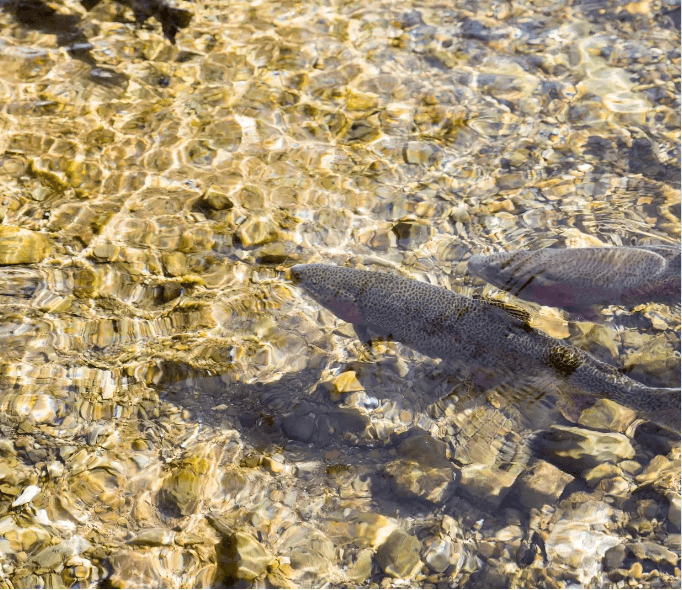 Restoring Water